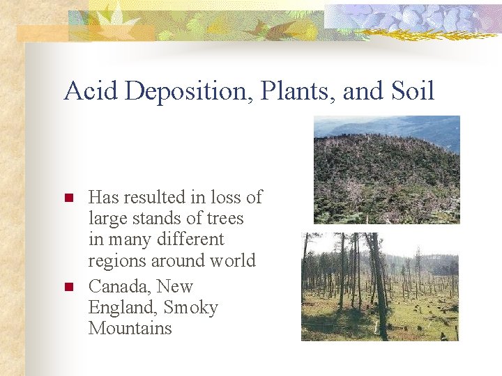 Acid Deposition, Plants, and Soil n n Has resulted in loss of large stands