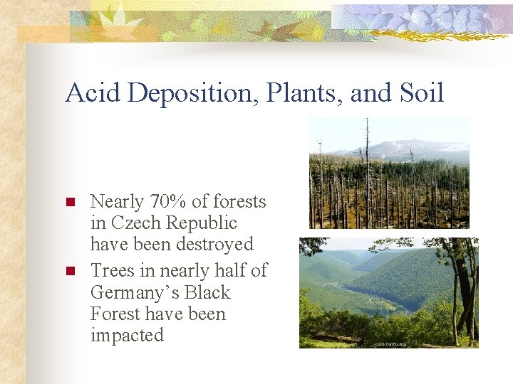 Acid Deposition, Plants, and Soil n n Nearly 70% of forests in Czech Republic