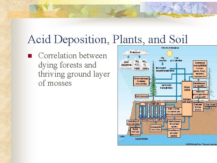 Acid Deposition, Plants, and Soil n Correlation between dying forests and thriving ground layer