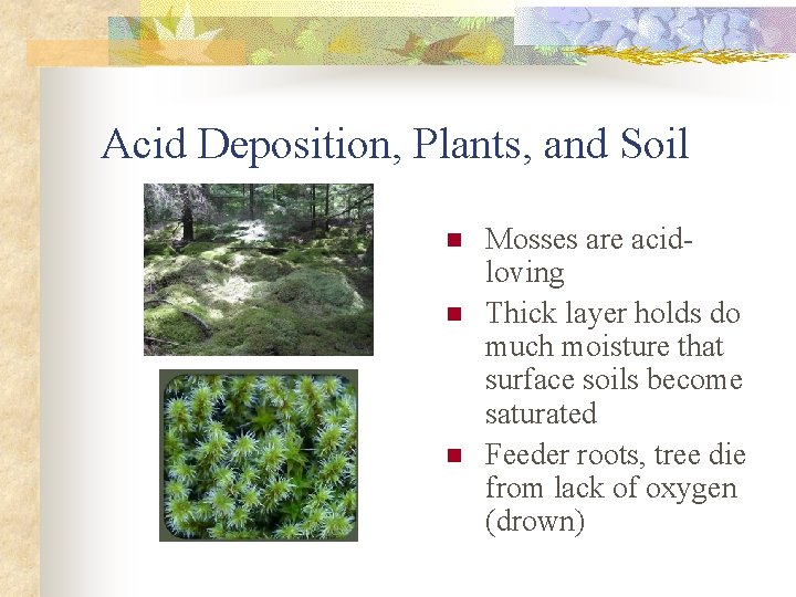 Acid Deposition, Plants, and Soil n n n Mosses are acidloving Thick layer holds