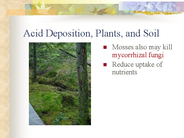 Acid Deposition, Plants, and Soil n n Mosses also may kill mycorrhizal fungi Reduce