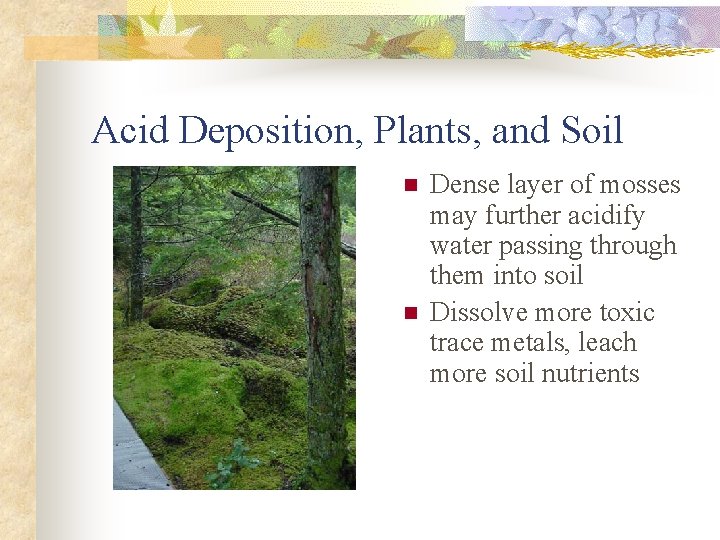 Acid Deposition, Plants, and Soil n n Dense layer of mosses may further acidify