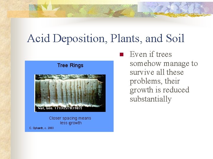 Acid Deposition, Plants, and Soil n Even if trees somehow manage to survive all