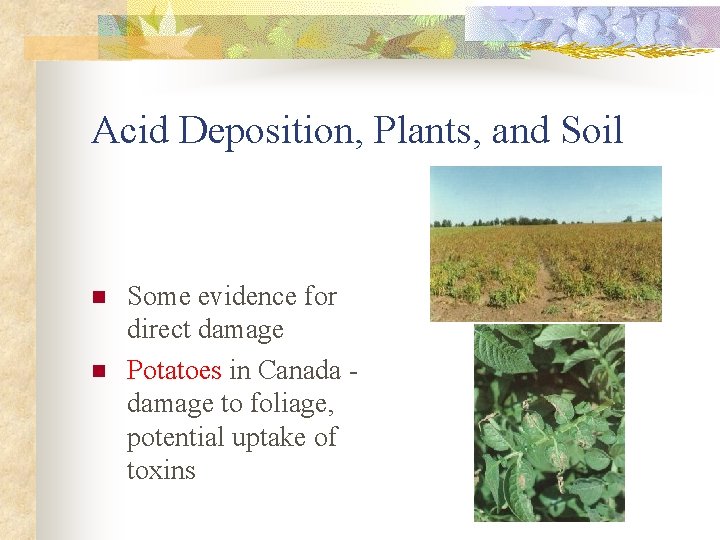 Acid Deposition, Plants, and Soil n n Some evidence for direct damage Potatoes in