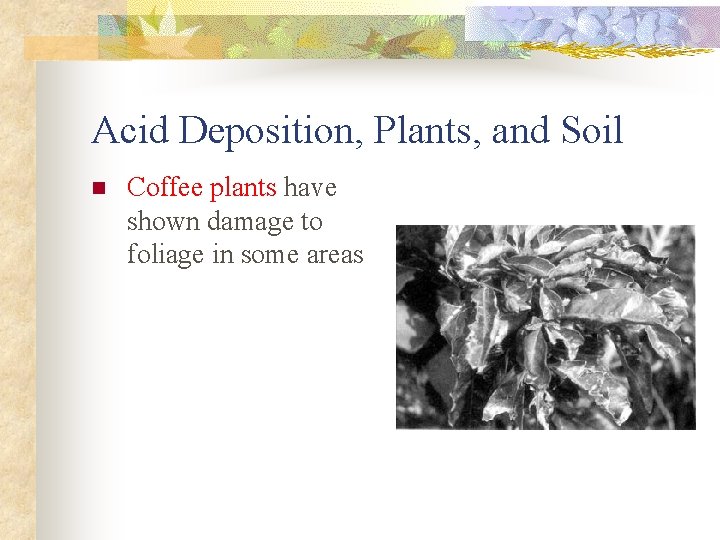 Acid Deposition, Plants, and Soil n Coffee plants have shown damage to foliage in