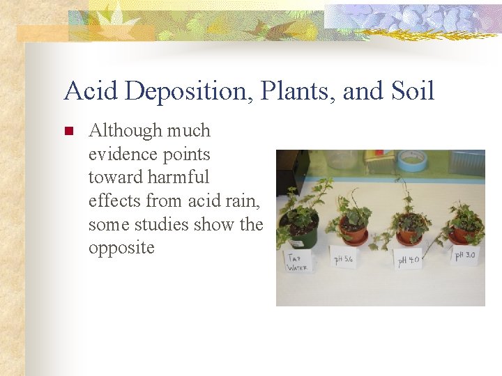 Acid Deposition, Plants, and Soil n Although much evidence points toward harmful effects from