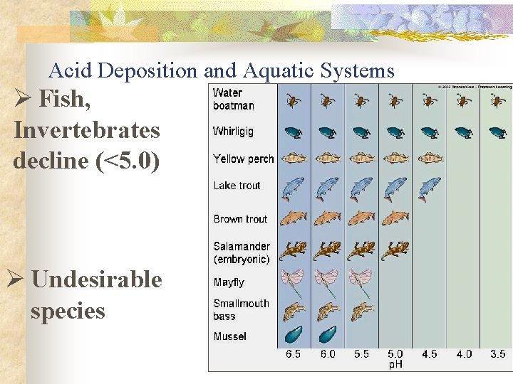 Acid Deposition and Aquatic Systems Ø Fish, Invertebrates decline (<5. 0) Ø Undesirable species
