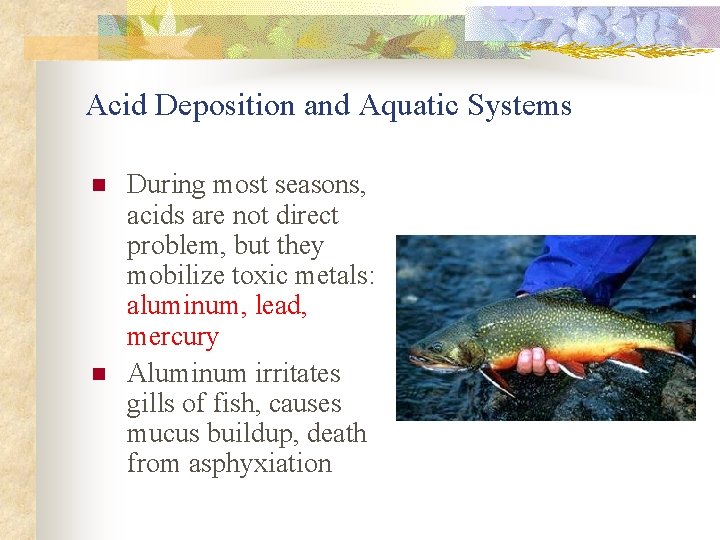 Acid Deposition and Aquatic Systems n n During most seasons, acids are not direct