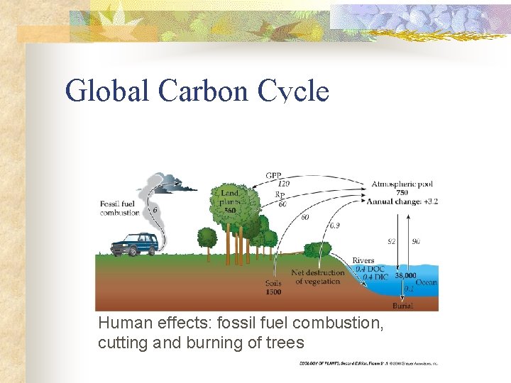 Global Carbon Cycle Human effects: fossil fuel combustion, cutting and burning of trees 