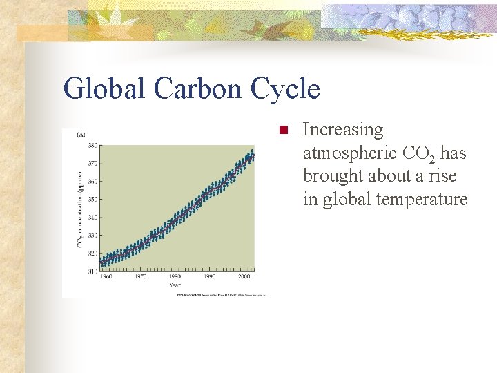 Global Carbon Cycle n Increasing atmospheric CO 2 has brought about a rise in