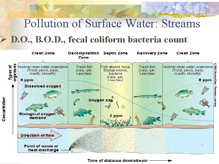 Pollution of Surface Water: Streams Ø D. O. , B. O. D. , fecal