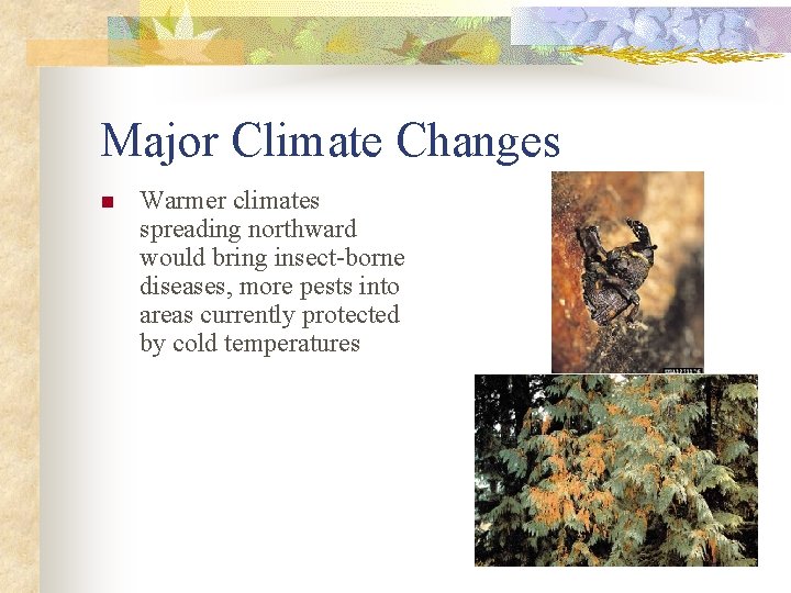Major Climate Changes n Warmer climates spreading northward would bring insect-borne diseases, more pests