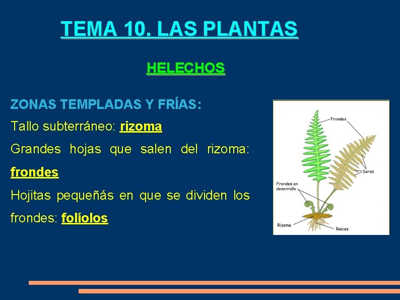 TEMA 10. LAS PLANTAS HELECHOS ZONAS TEMPLADAS Y FRÍAS: Tallo subterráneo: rizoma Grandes hojas