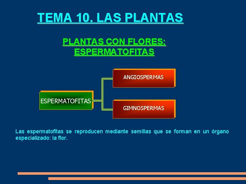 TEMA 10. LAS PLANTAS CON FLORES: ESPERMATOFITAS ANGIOSPERMAS ESPERMATOFITAS GIMNOSPERMAS Las espermatofitas se reproducen