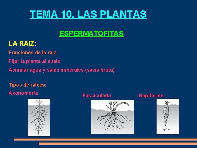 TEMA 10. LAS PLANTAS ESPERMATOFITAS LA RAIZ: Funciones de la raiz: Fijar la planta