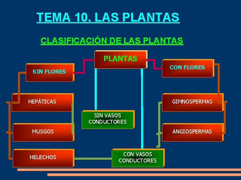TEMA 10. LAS PLANTAS CLASIFICACIÓN DE LAS PLANTAS CON FLORES SIN FLORES HEPÁTICAS GIMNOSPERMAS