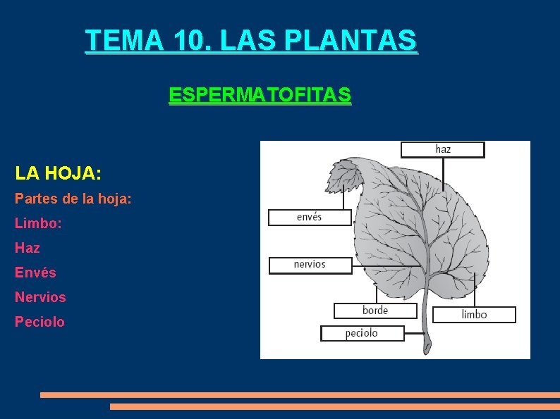 TEMA 10. LAS PLANTAS ESPERMATOFITAS LA HOJA: Partes de la hoja: Limbo: Haz Envés