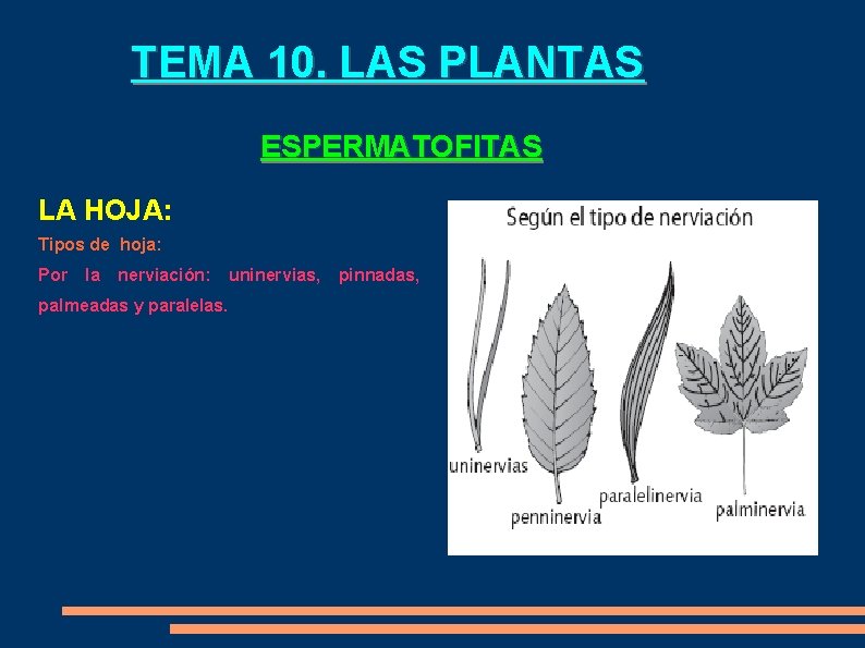 TEMA 10. LAS PLANTAS ESPERMATOFITAS LA HOJA: Tipos de hoja: Por la nerviación: palmeadas