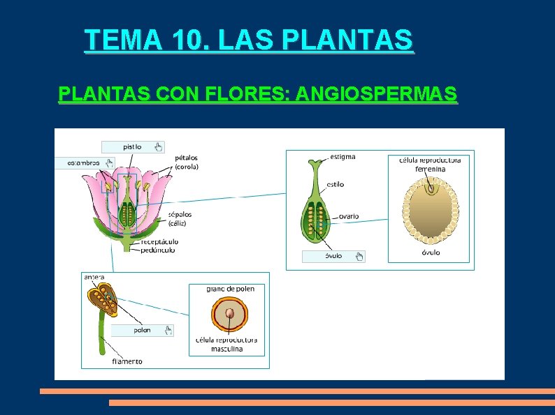 TEMA 10. LAS PLANTAS CON FLORES: ANGIOSPERMAS 