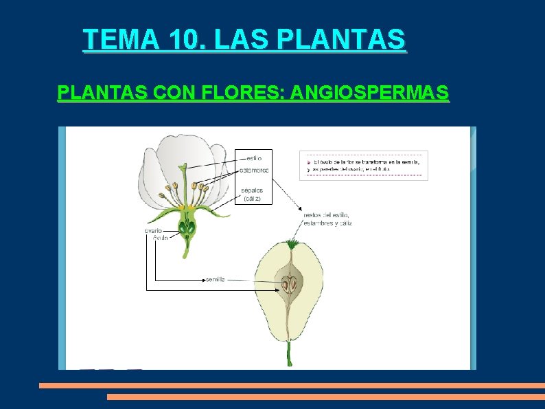 TEMA 10. LAS PLANTAS CON FLORES: ANGIOSPERMAS 