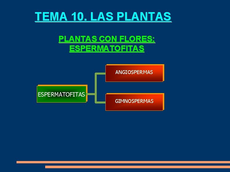 TEMA 10. LAS PLANTAS CON FLORES: ESPERMATOFITAS ANGIOSPERMAS ESPERMATOFITAS GIMNOSPERMAS 