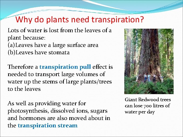 Why do plants need transpiration? Lots of water is lost from the leaves of