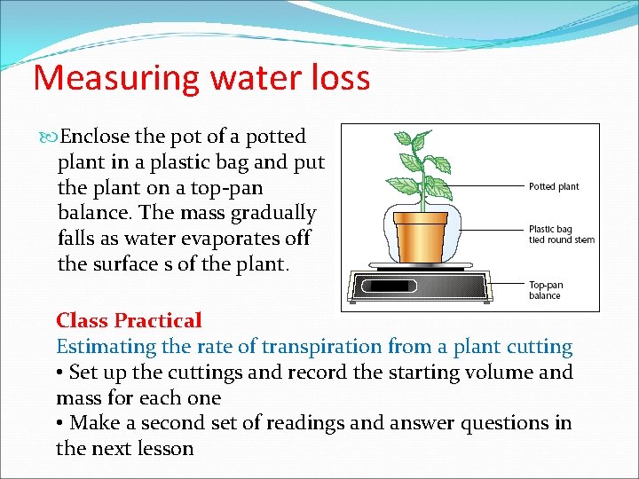 Measuring water loss Enclose the pot of a potted plant in a plastic bag