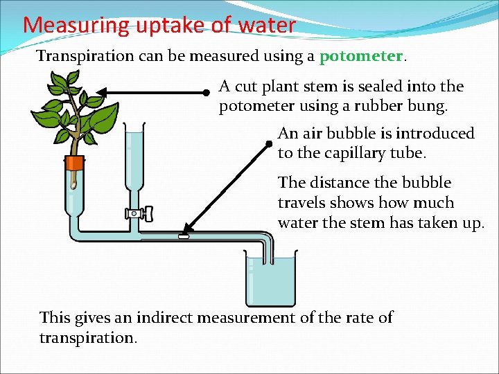 Measuring uptake of water Transpiration can be measured using a potometer. A cut plant