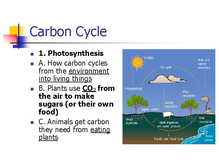 Carbon Cycle n n 1. Photosynthesis A. How carbon cycles from the environment into