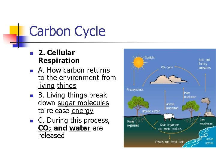 Carbon Cycle n n 2. Cellular Respiration A. How carbon returns to the environment