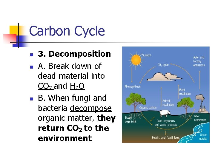 Carbon Cycle n n n 3. Decomposition A. Break down of dead material into