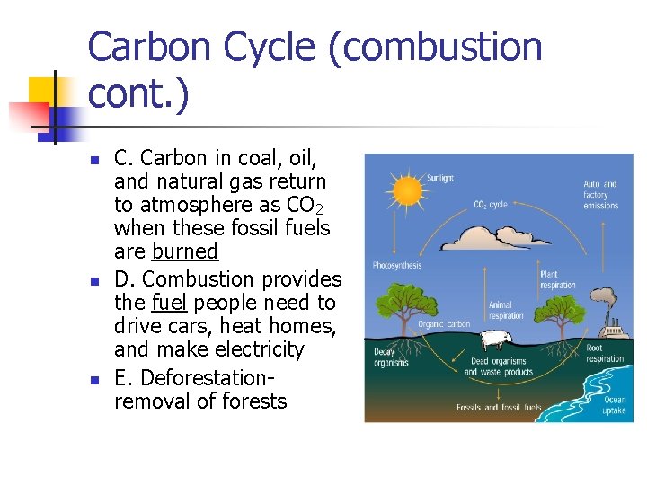 Carbon Cycle (combustion cont. ) n n n C. Carbon in coal, oil, and