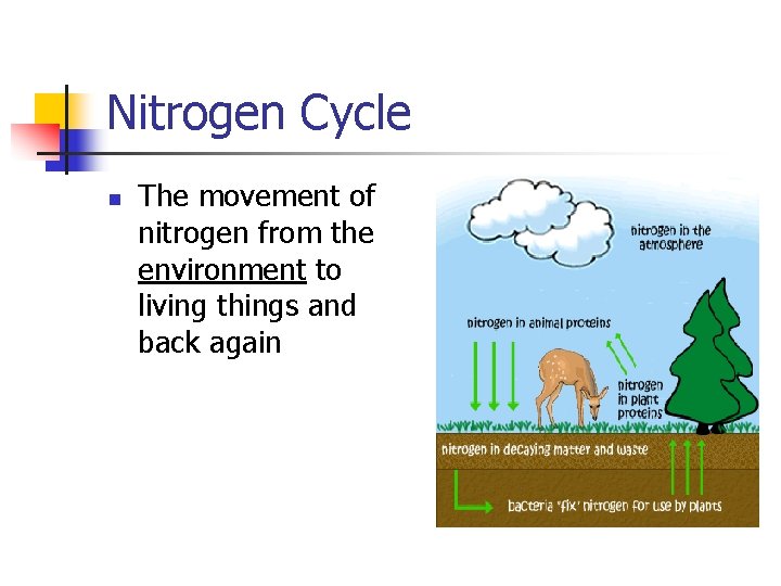 Nitrogen Cycle n The movement of nitrogen from the environment to living things and