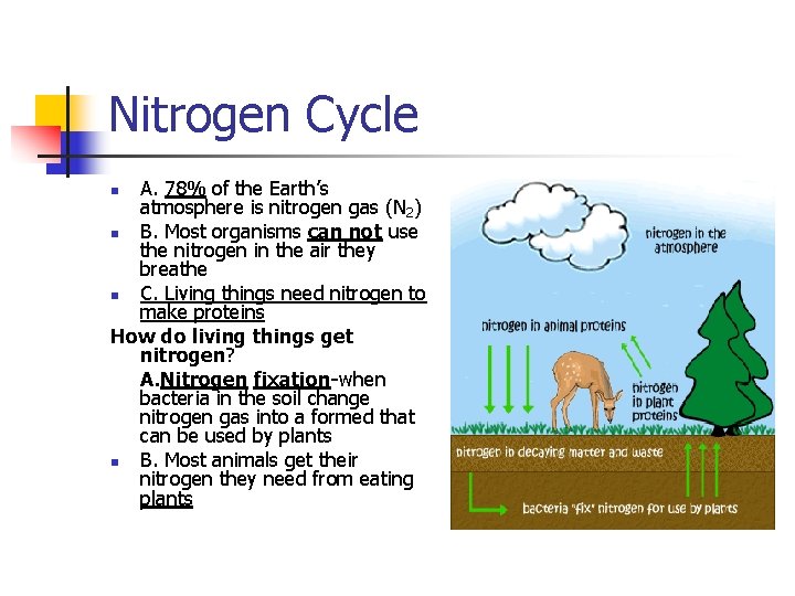 Nitrogen Cycle A. 78% of the Earth’s atmosphere is nitrogen gas (N 2) n