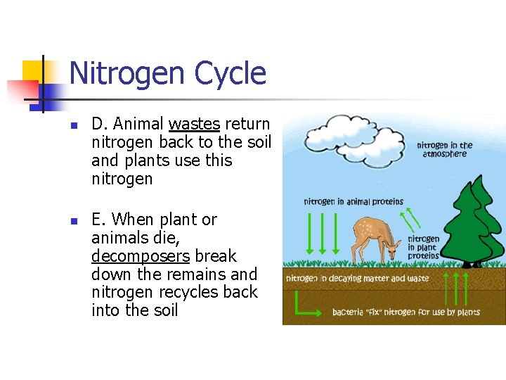 Nitrogen Cycle n n D. Animal wastes return nitrogen back to the soil and
