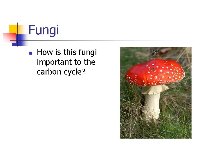 Fungi n How is this fungi important to the carbon cycle? 