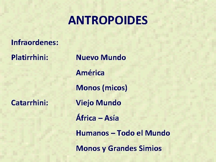 ANTROPOIDES Infraordenes: Platirrhini: Nuevo Mundo América Monos (micos) Catarrhini: Viejo Mundo África – Asía