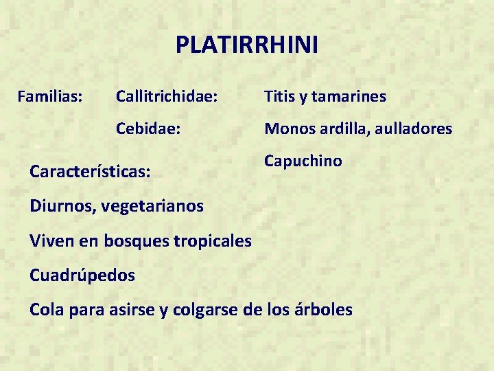PLATIRRHINI Familias: Callitrichidae: Titis y tamarines Cebidae: Monos ardilla, aulladores Características: Capuchino Diurnos, vegetarianos