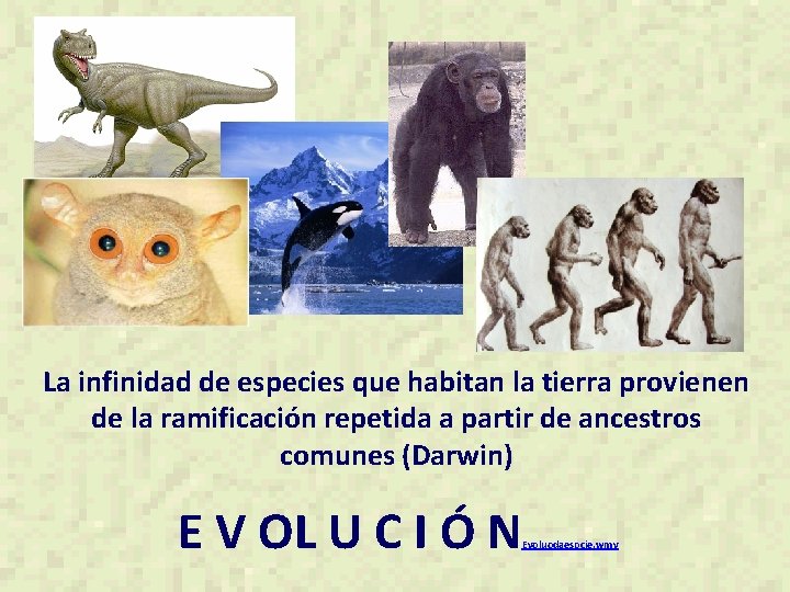 La infinidad de especies que habitan la tierra provienen de la ramificación repetida a