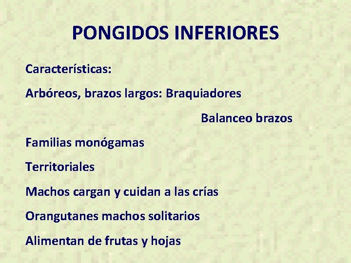 PONGIDOS INFERIORES Características: Arbóreos, brazos largos: Braquiadores Balanceo brazos Familias monógamas Territoriales Machos cargan
