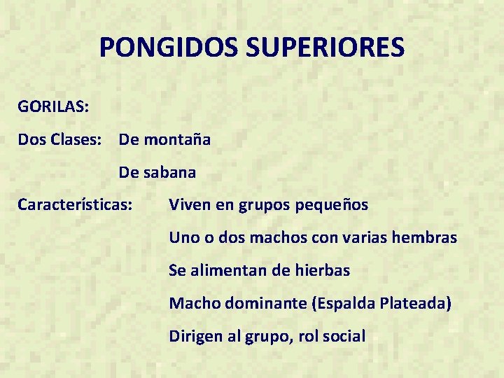 PONGIDOS SUPERIORES GORILAS: Dos Clases: De montaña De sabana Características: Viven en grupos pequeños