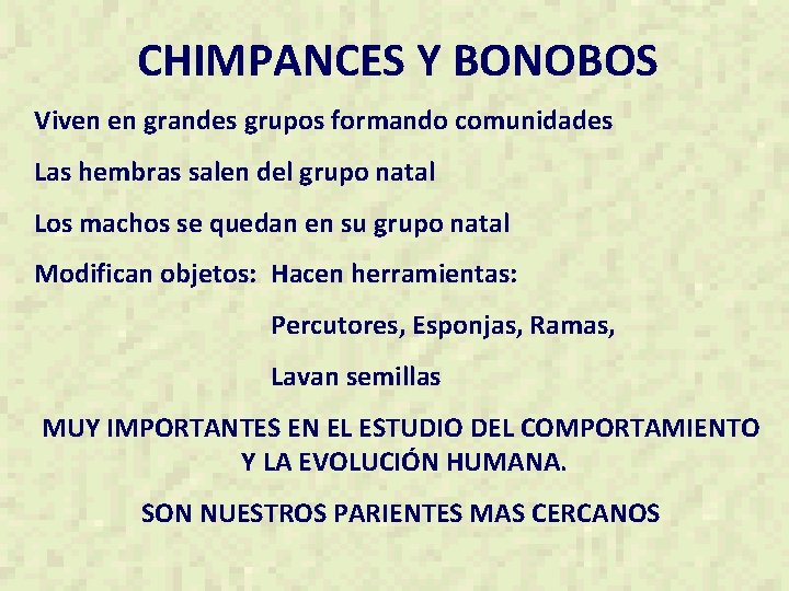 CHIMPANCES Y BONOBOS Viven en grandes grupos formando comunidades Las hembras salen del grupo