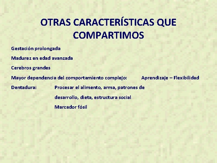 OTRAS CARACTERÍSTICAS QUE COMPARTIMOS Gestación prolongada Madurez en edad avanzada Cerebros grandes Mayor dependencia