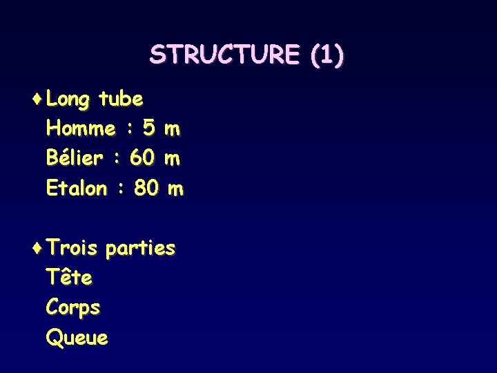 STRUCTURE (1) ¨Long tube Homme : 5 m Bélier : 60 m Etalon :