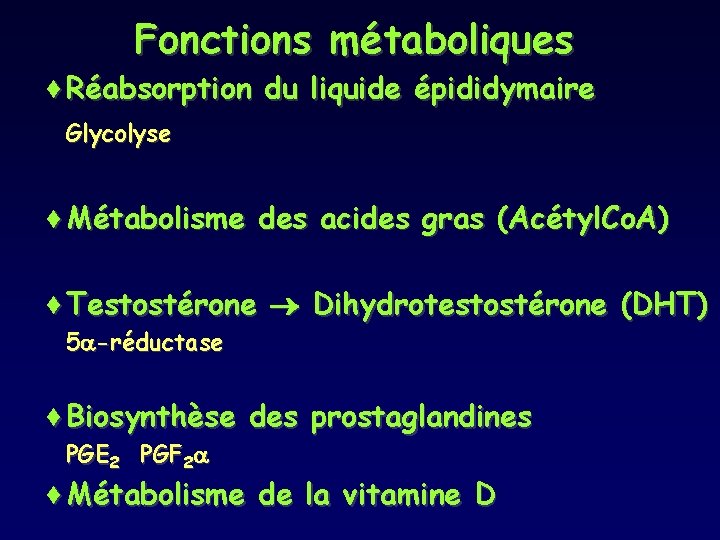 Fonctions métaboliques ¨Réabsorption du liquide épididymaire Glycolyse ¨Métabolisme des acides gras (Acétyl. Co. A)