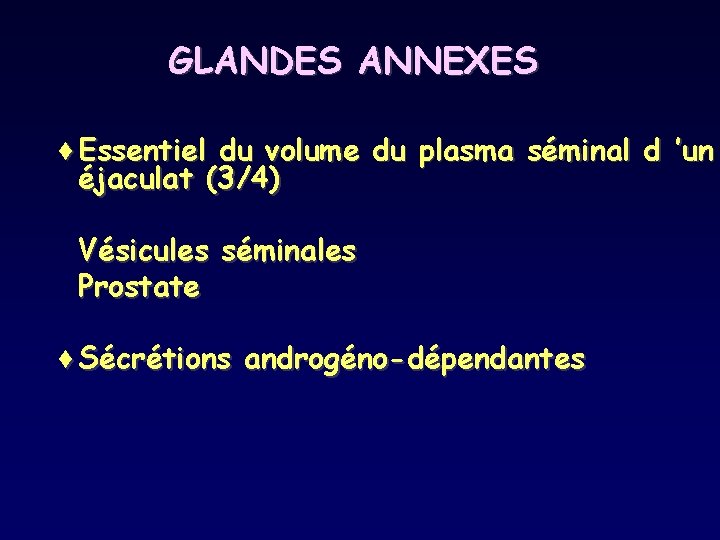 GLANDES ANNEXES ¨Essentiel du volume du plasma séminal d ’un éjaculat (3/4) Vésicules séminales