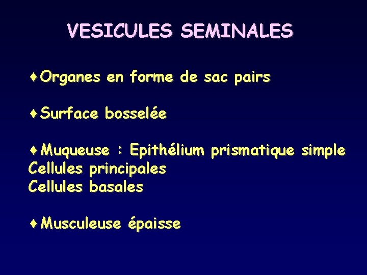 VESICULES SEMINALES ¨Organes en forme de sac pairs ¨Surface bosselée ¨Muqueuse : Epithélium prismatique