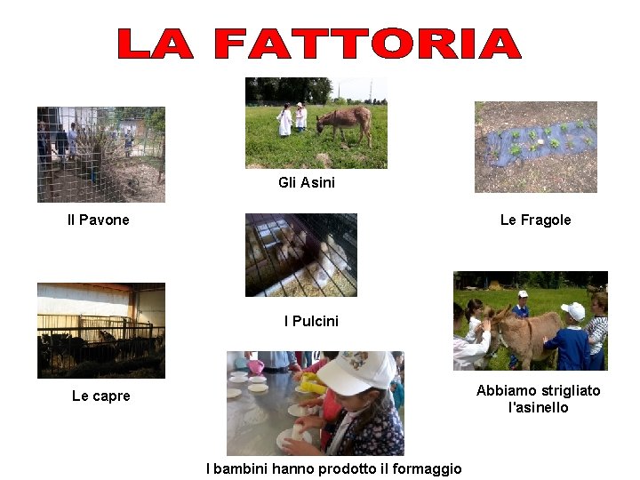 Gli Asini Il Pavone Le Fragole I Pulcini Abbiamo strigliato l'asinello Le capre I
