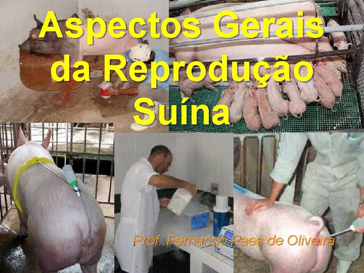 Aspectos Gerais da Reprodução Suína Prof. Fernando Paes de Oliveira 