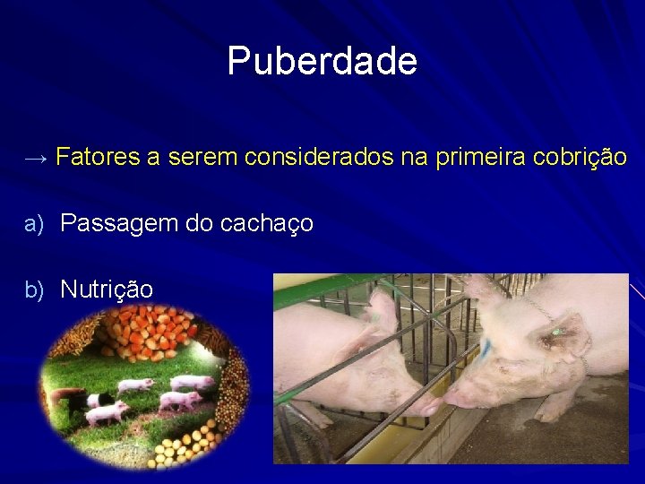 Puberdade → Fatores a serem considerados na primeira cobrição a) Passagem do cachaço b)